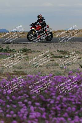 media/Jan-14-2023-SoCal Trackdays (Sat) [[497694156f]]/Turn 14 Exit Bloomig (145pm)/